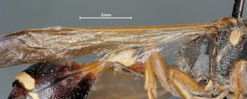 Media type: image;   Entomology 31087 Aspect: Wing hind